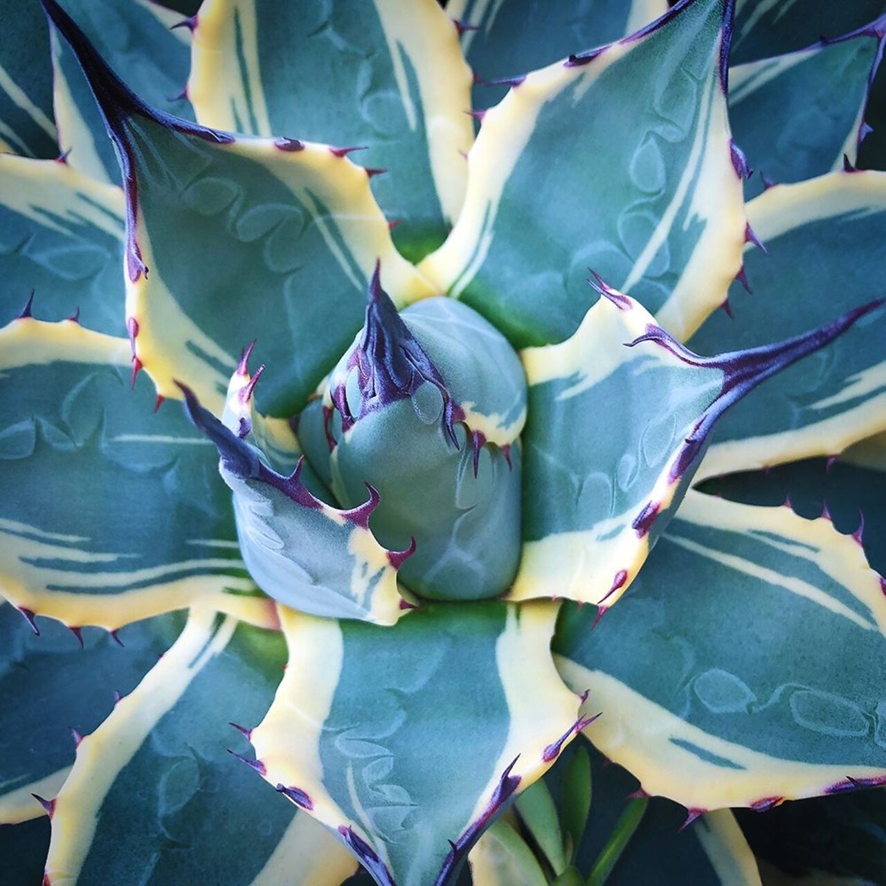 Elegant Thorns Poster Print by Jan Bell - Item # VARPDXB3757D